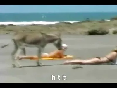 Bruneta lenjerie sexy alba superba ia un penis negru masiv